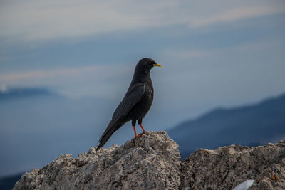 Bird perching on rock