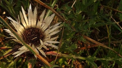 Close-up of plant