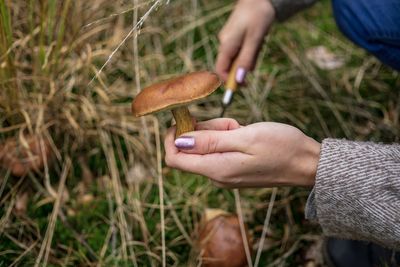 Close-up of hand holding mushroom growing on field