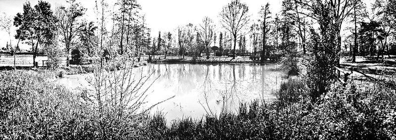 Reflection of trees in lake