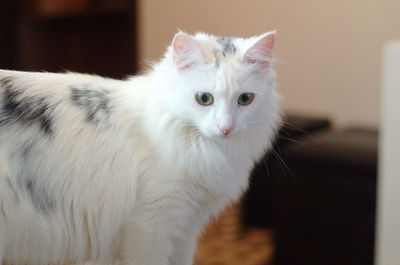 Close-up portrait of cat