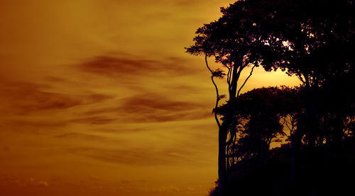 Low angle view of silhouette tree against sky