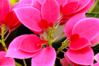 Close-up of pink flowering plant