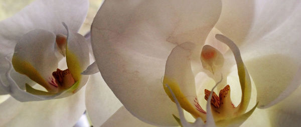 Close-up of white flowers