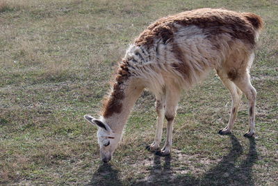 Lama grazing in a field