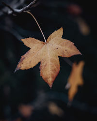 Close-up of dry maple leaves against blurred background