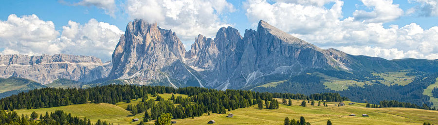 Panoramic view of pine trees against sky