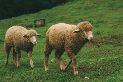 Sheep standing in a field