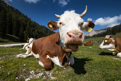 Cows in a field