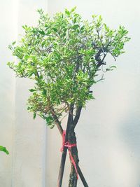 Close-up of plant against tree
