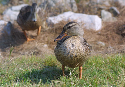 Close-up of duck on field