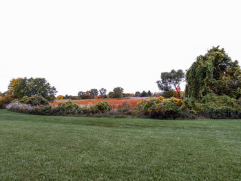 Trees on landscape against clear sky