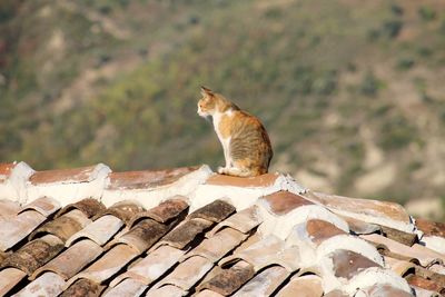 Squirrel on roof