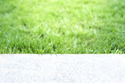 Close-up of grass on field