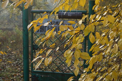 Close-up of yellow autumn leaves on fence