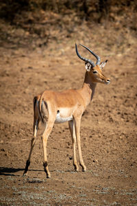 Male common impala stands on bare earth