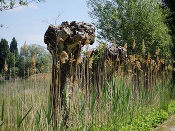 Plants growing on field by lake against sky