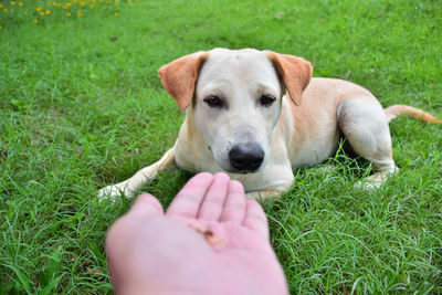 Close-up of hand holding dog on grassy field