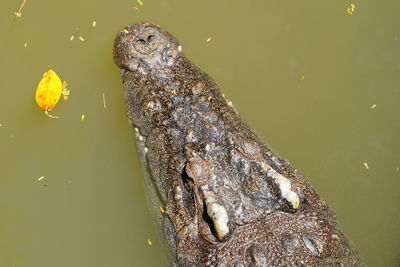 High angle view of crocodile swimming in lake