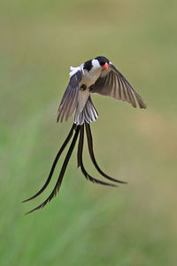 Close-up of bird flying