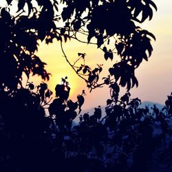 Low angle view of trees against sky