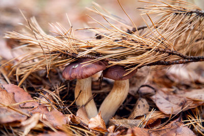 Close-up of dried plant on field