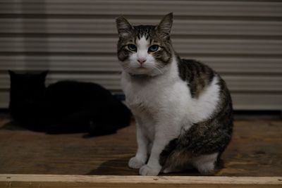 Close-up portrait of a cat