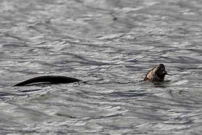 View of otter swimming in sea