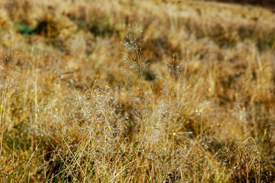 Close-up of spider on grass