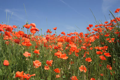 Close-up of red poppy flowers in field