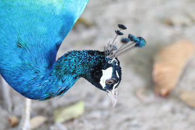 Close-up of a peacock