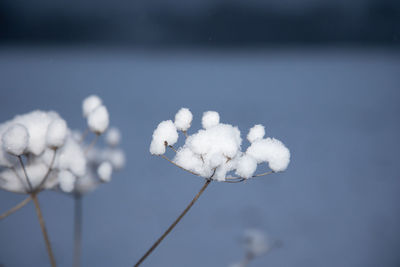 Gilded frost. autumn's captive bloom embraces the sunrise. northern europe during autumn.