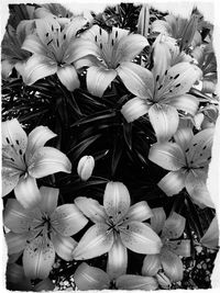 Close-up of flowers