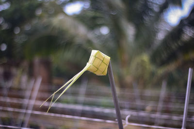 Close-up of yellow umbrella against blurred background
