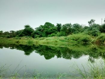 Reflection of trees in water