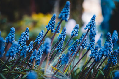 Close-up of purple flowering plant on field