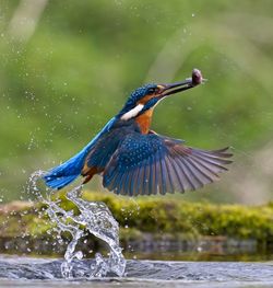 Close up of kingfisher bird launching from water with fish in beak.