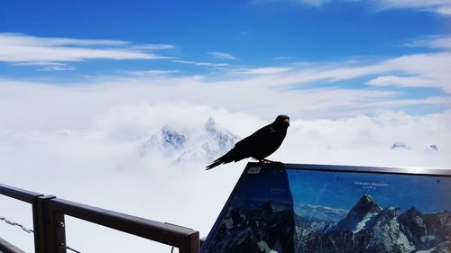Low angle view of bird perching on railing