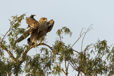 Low angle view of eagle perching on branch against sky