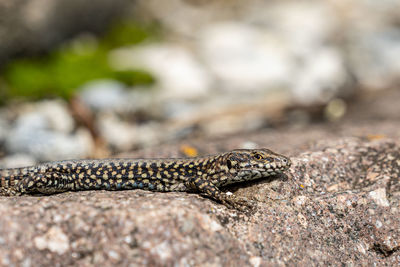 Close-up of lizard on rock