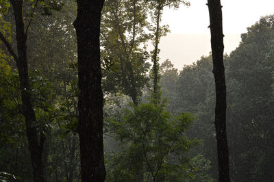 Trees in forest