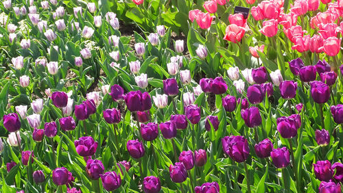 Full frame of purple tulip flowers in field