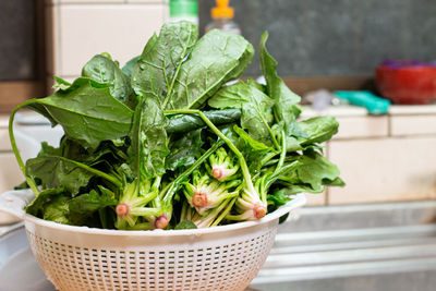 Washed spinach in the plastic strainer