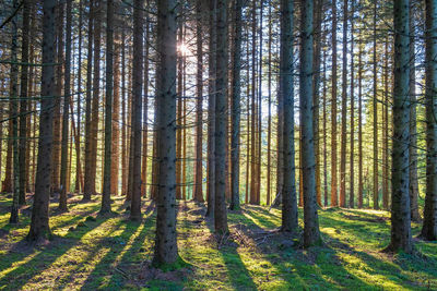 Spruce trunks in backlight in a forest