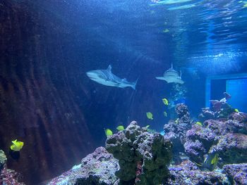 Fish swimming in sea