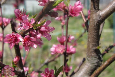 Close-up of pink cherry blossoms in spring