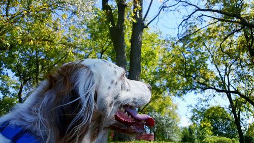 Low angle view of a dog looking away