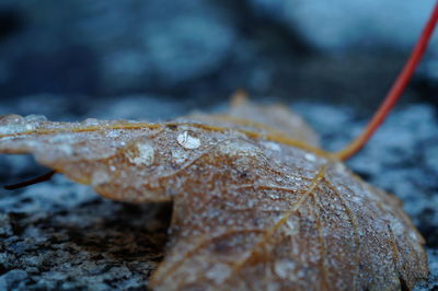 Close-up of fallen frozen leaf on field