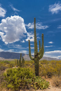 Cactus growing on field against sky