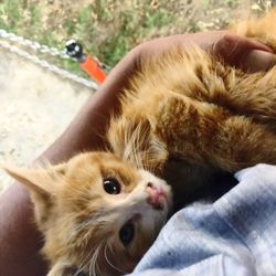 Close-up portrait of a cat